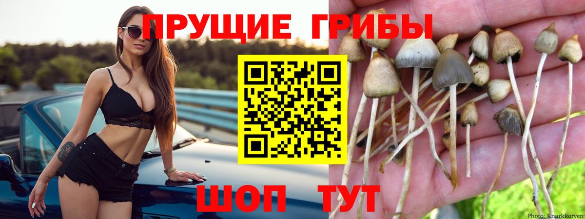 Москва  Псилоцибиновые грибы Psilocybe  Галлюциногенные грибы Psilocybe  Вход с VPN 